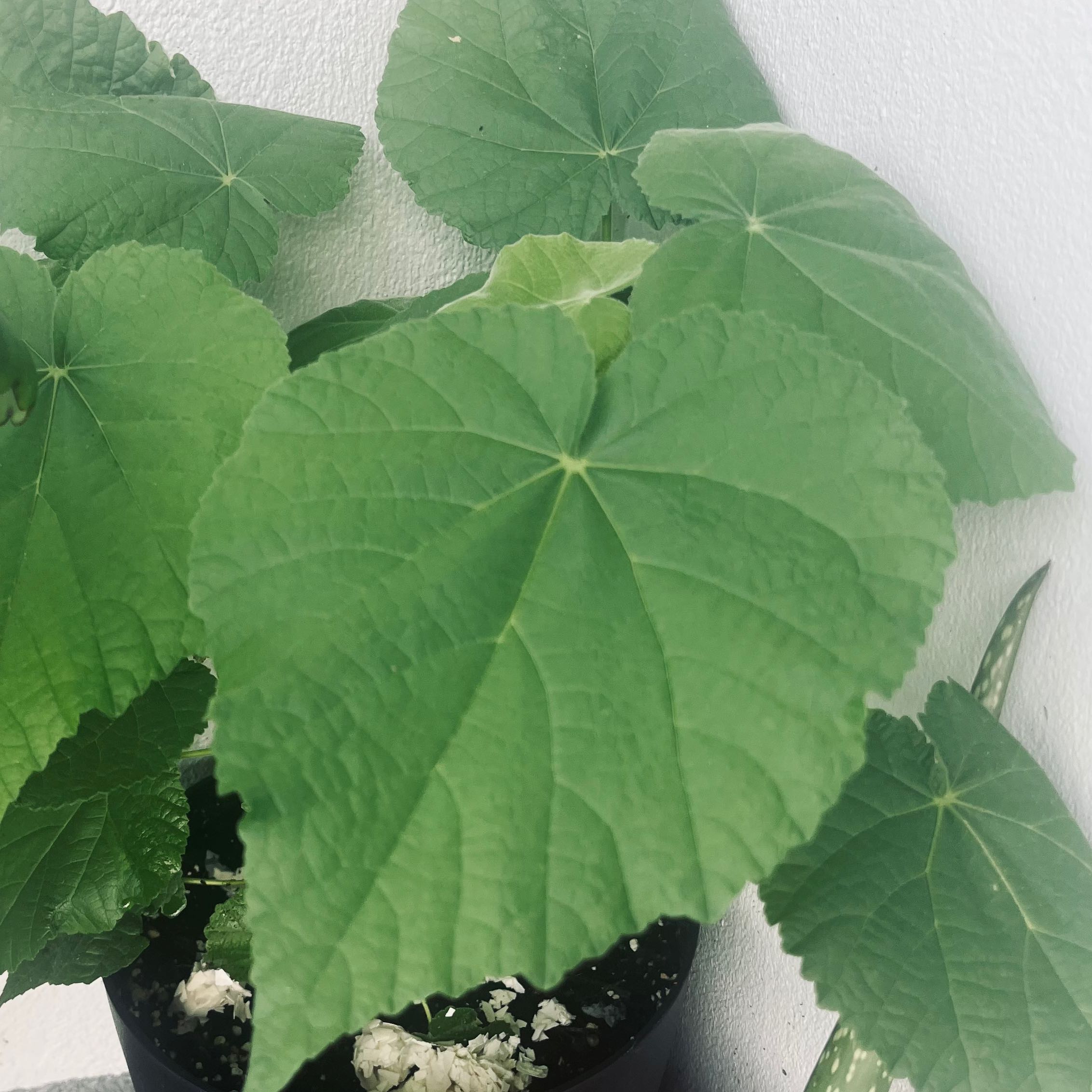 Photo of the plant species Hairy Indian Mallow by @Queenjaiejaie named Treeyoncé on Greg, the plant care app