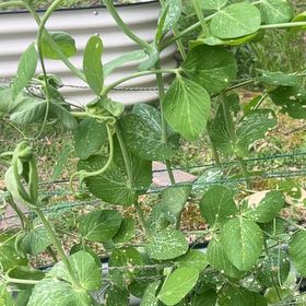 Photo of the plant species Peas by @PlenteousKiekie named Baesil on Greg, the plant care app