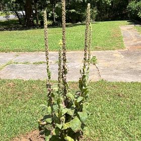 Photo of the plant species Mullein by @PlenteousKiekie named Doja Cat on Greg, the plant care app
