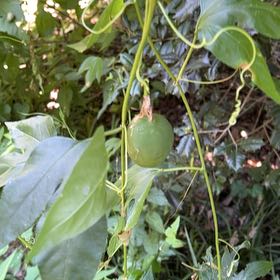 Photo of the plant species Maypop by @PlenteousKiekie named Sol on Greg, the plant care app