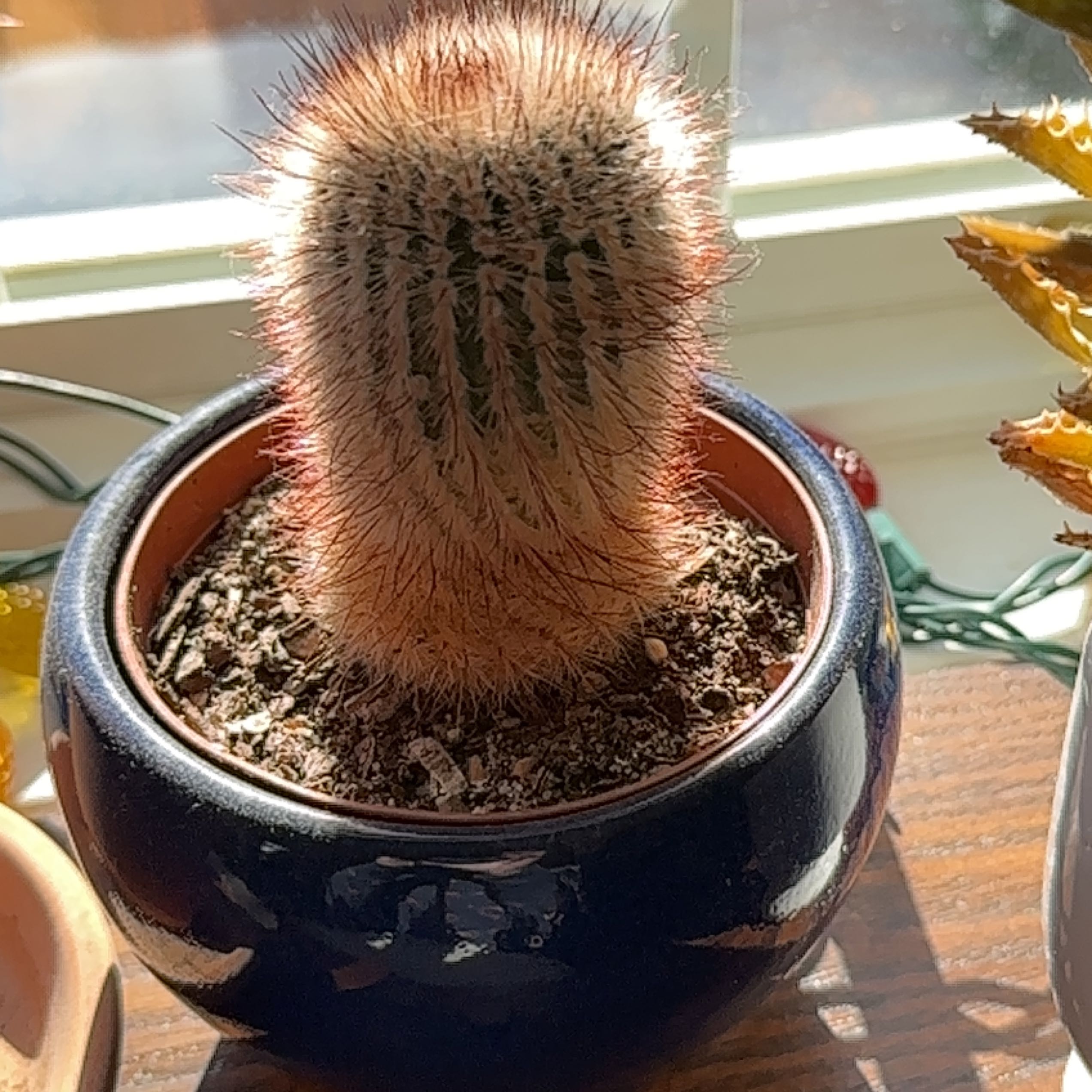 Texas Rainbow Cactus in a blue pot on a wooden surface with visible soil.