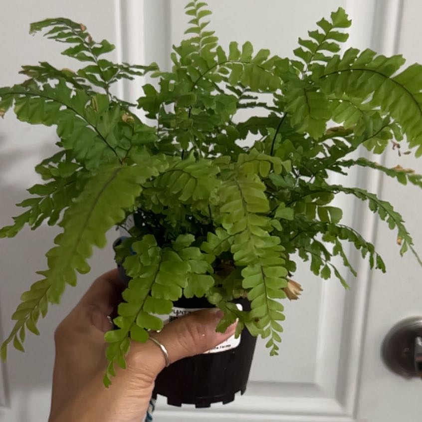 Northern Maidenhair Fern in a small pot held by a hand, with vibrant green fronds.