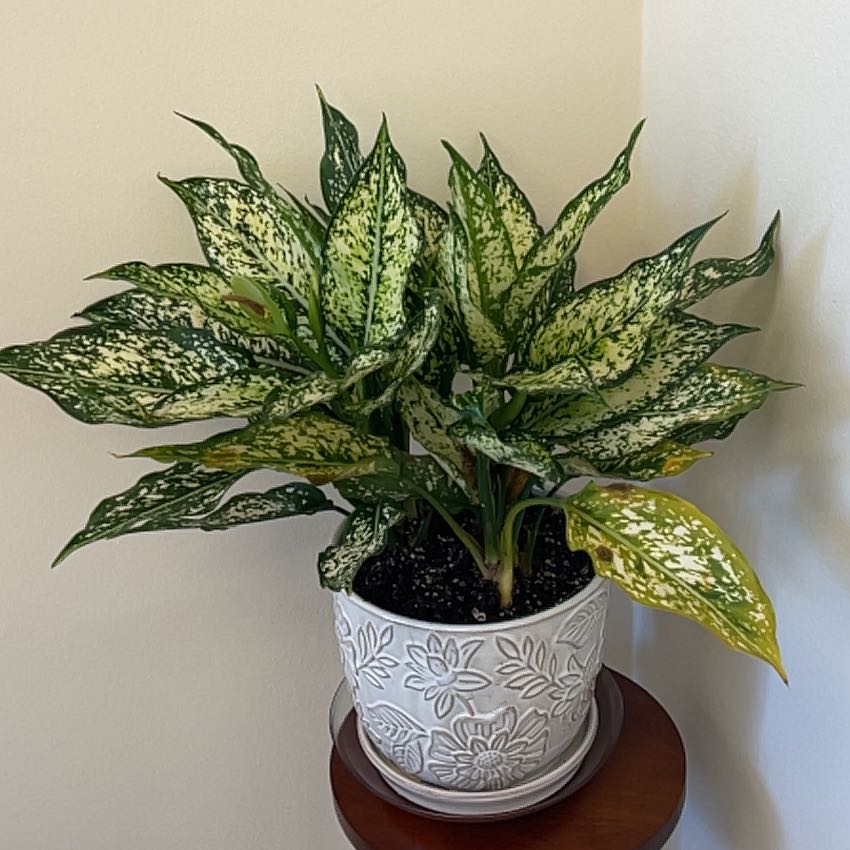Aglaonema 'Spring Snow' plant in a decorative pot with some yellowing leaves.