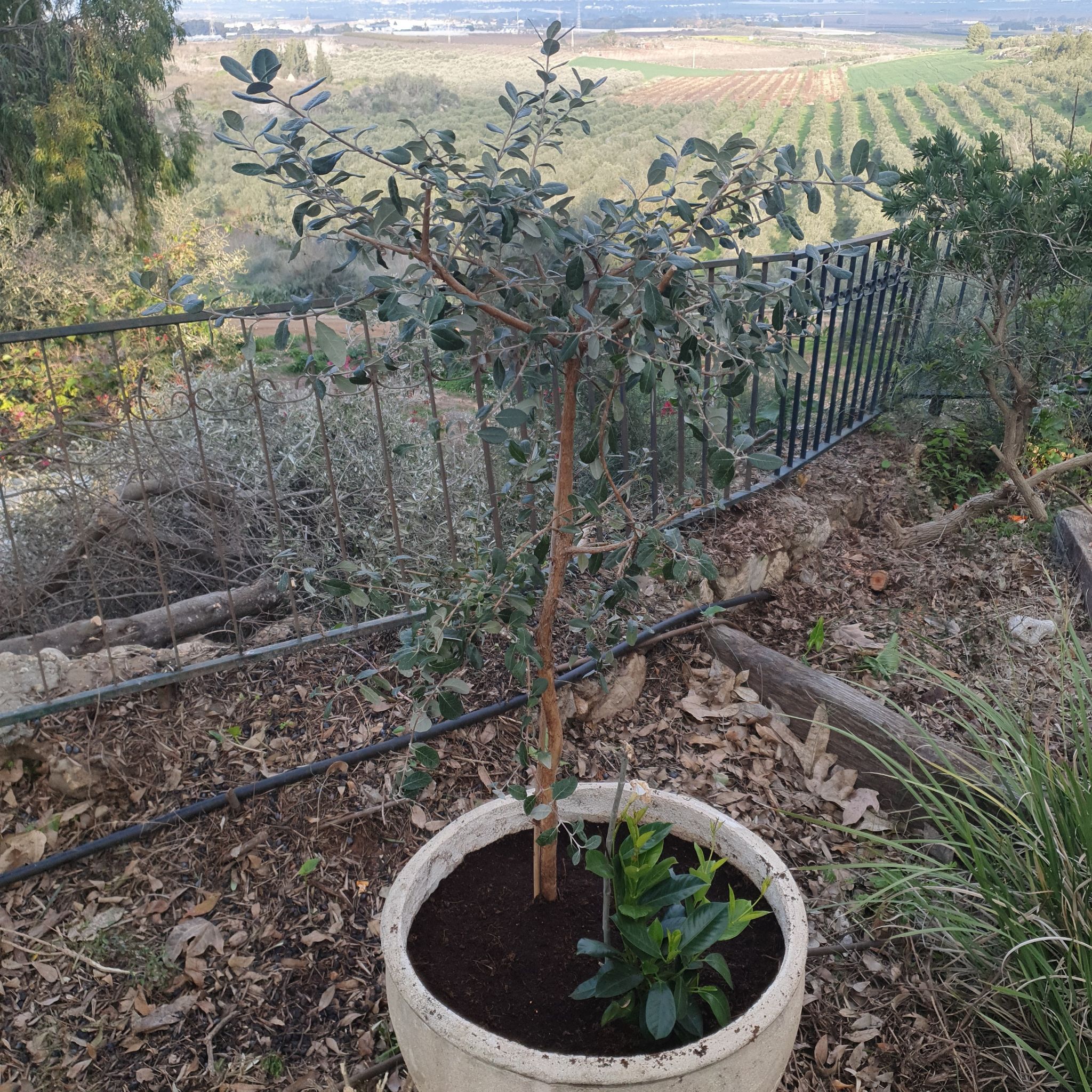 Potted Feijoa plant outdoors with visible soil and healthy leaves.