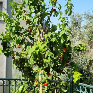 Surinam Cherry plant in Jerusalem, Jerusalem District