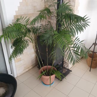 Parlour Palm plant in Jerusalem, Jerusalem District