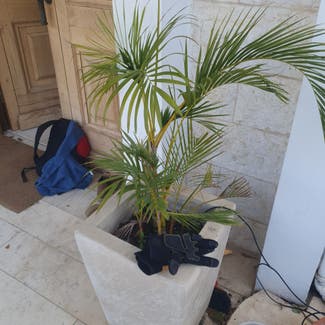Areca Palm plant in Jerusalem, Jerusalem District