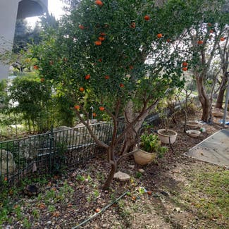 Mandarin orange plant in Jerusalem, Jerusalem District