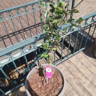 Barbados Cherry plant in Jerusalem, Jerusalem District
