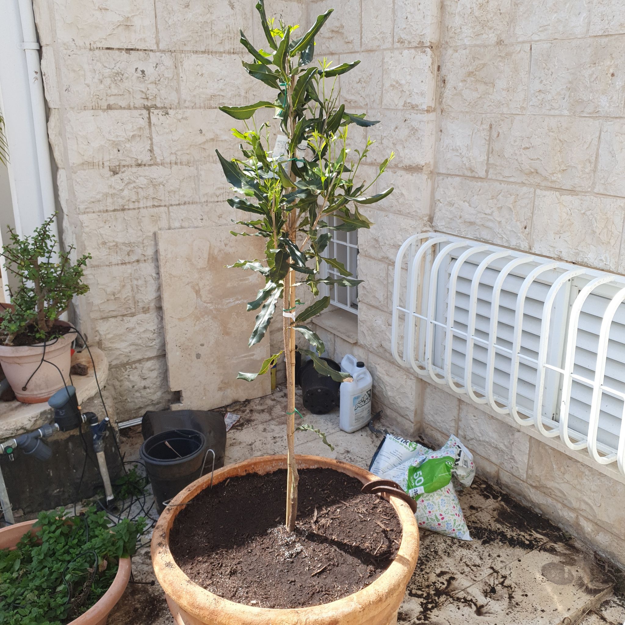 Plant care for Macadamia on Greg, the plant care app