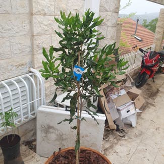 Macadamia Nut Tree plant in Jerusalem, Jerusalem District