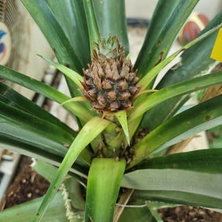 Pineapple plant in Jerusalem, Jerusalem District