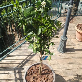Orange Tree plant in Jerusalem, Jerusalem District