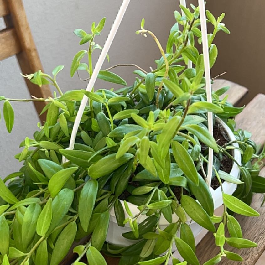 Photo of the plant species Backet Plant by @ProVetiver named Hamilton on Greg, the plant care app