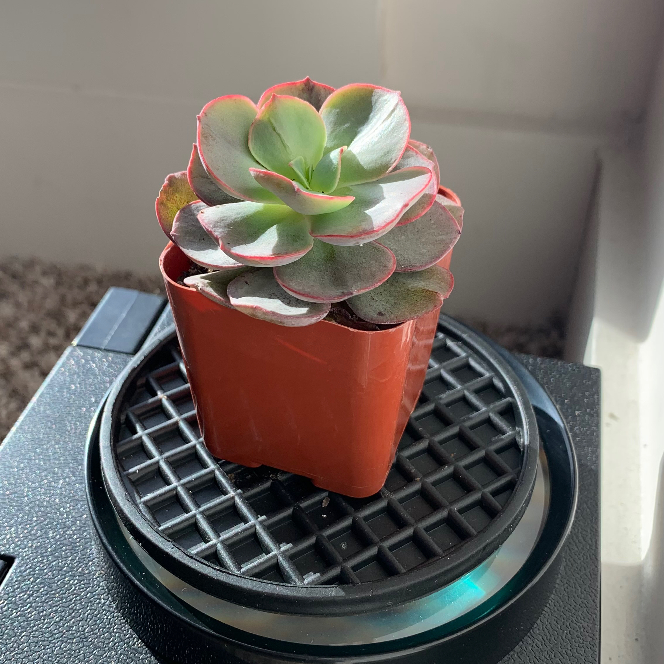 Photo of the plant species Echeveria 'Suyon' by @SolelyPlants named Lil Bitt on Greg, the plant care app