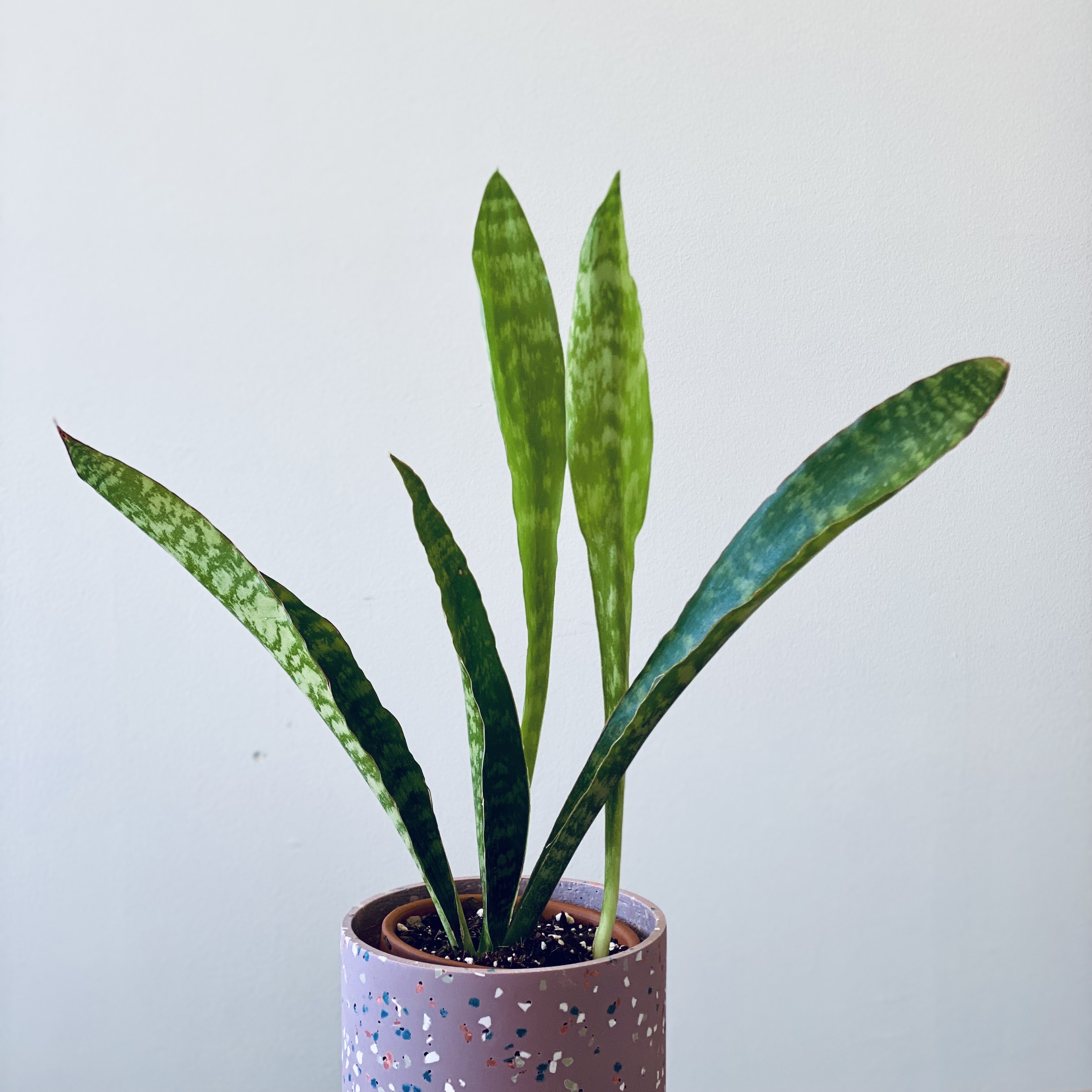 Jaboa Sansevieria plant in a decorative pot with vibrant green leaves.