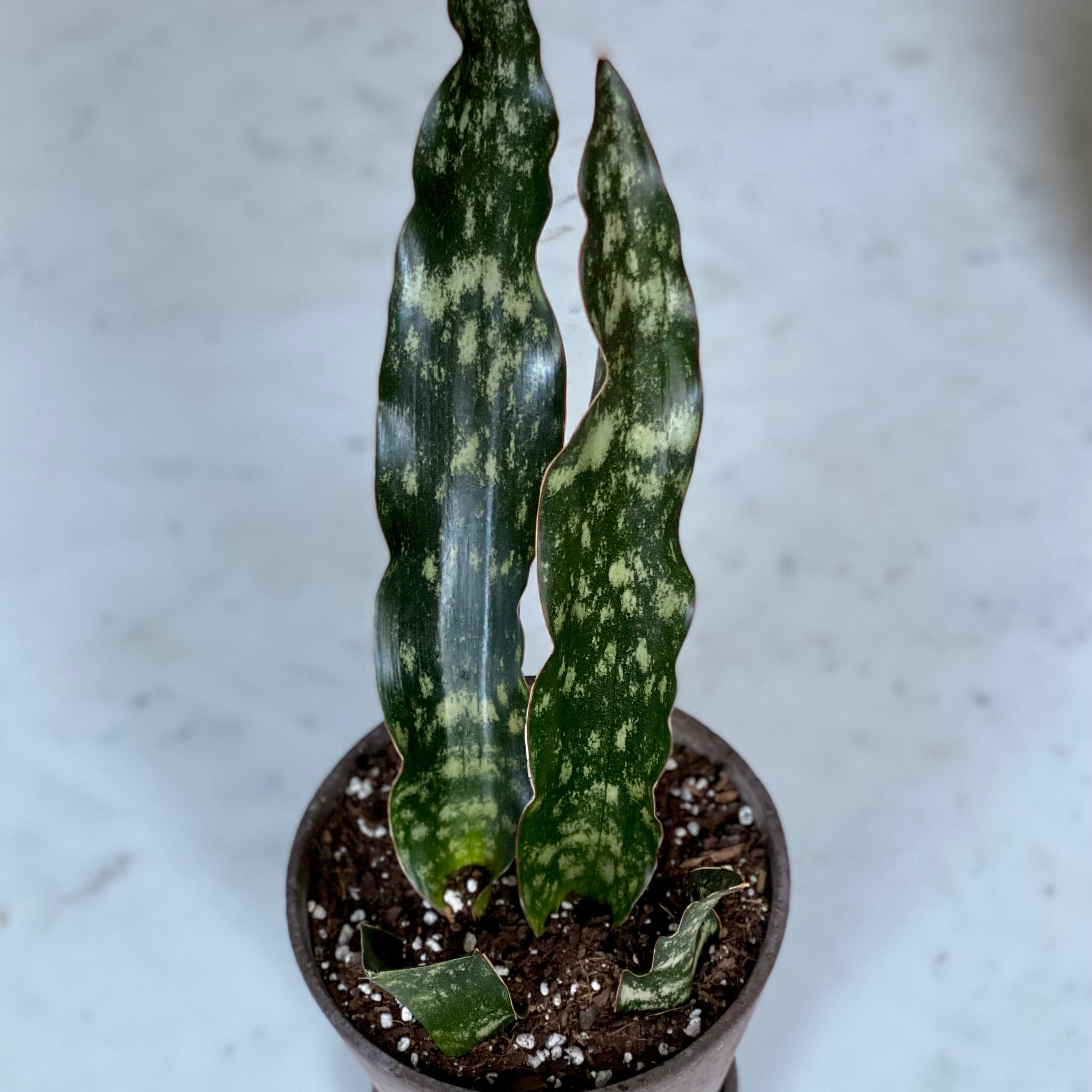 Photo of the plant species Snake Plant Kirkii Pulchra by @JeanwithaJ named Minerva on Greg, the plant care app