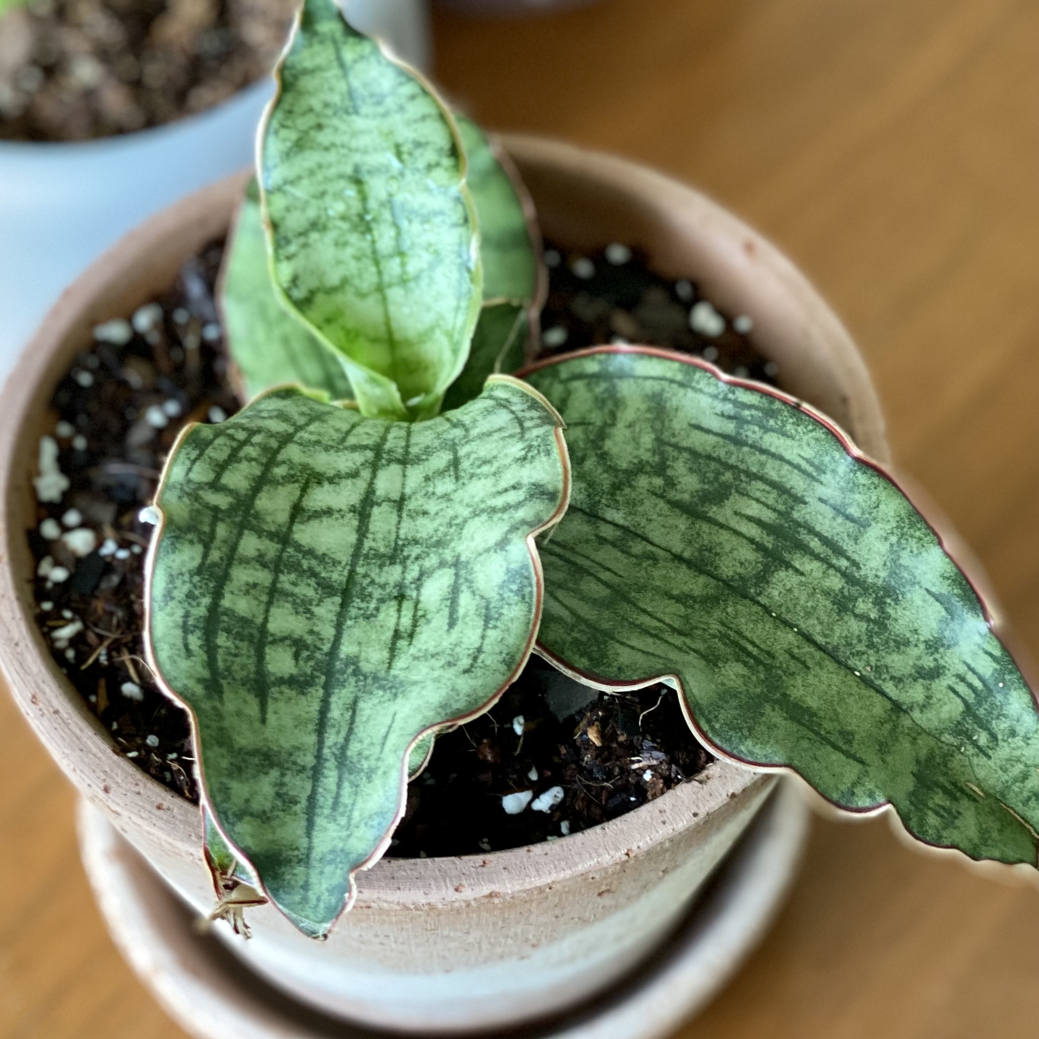 Photo of the plant species Silver Blue Sansevieria by @JeanwithaJ named Birdie on Greg, the plant care app