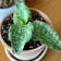 Calculate water needs of Silver Blue Sansevieria