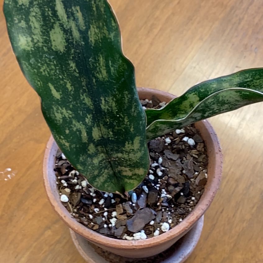 Photo of the plant species Dracaena kirkii 'Coppertone' by @JeanwithaJ named Harper on Greg, the plant care app
