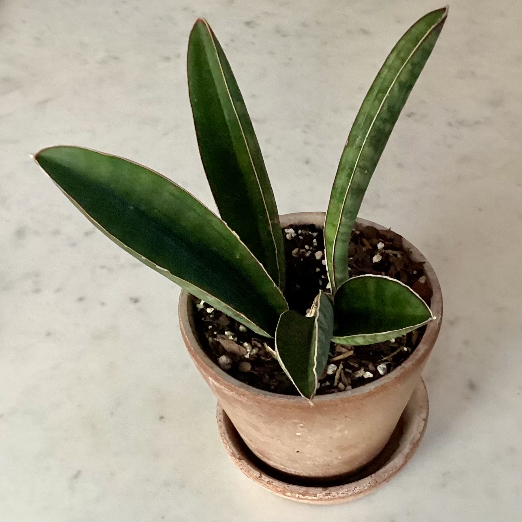 Photo of the plant species Baseball Bat by @JeanwithaJ named Oscar on Greg, the plant care app