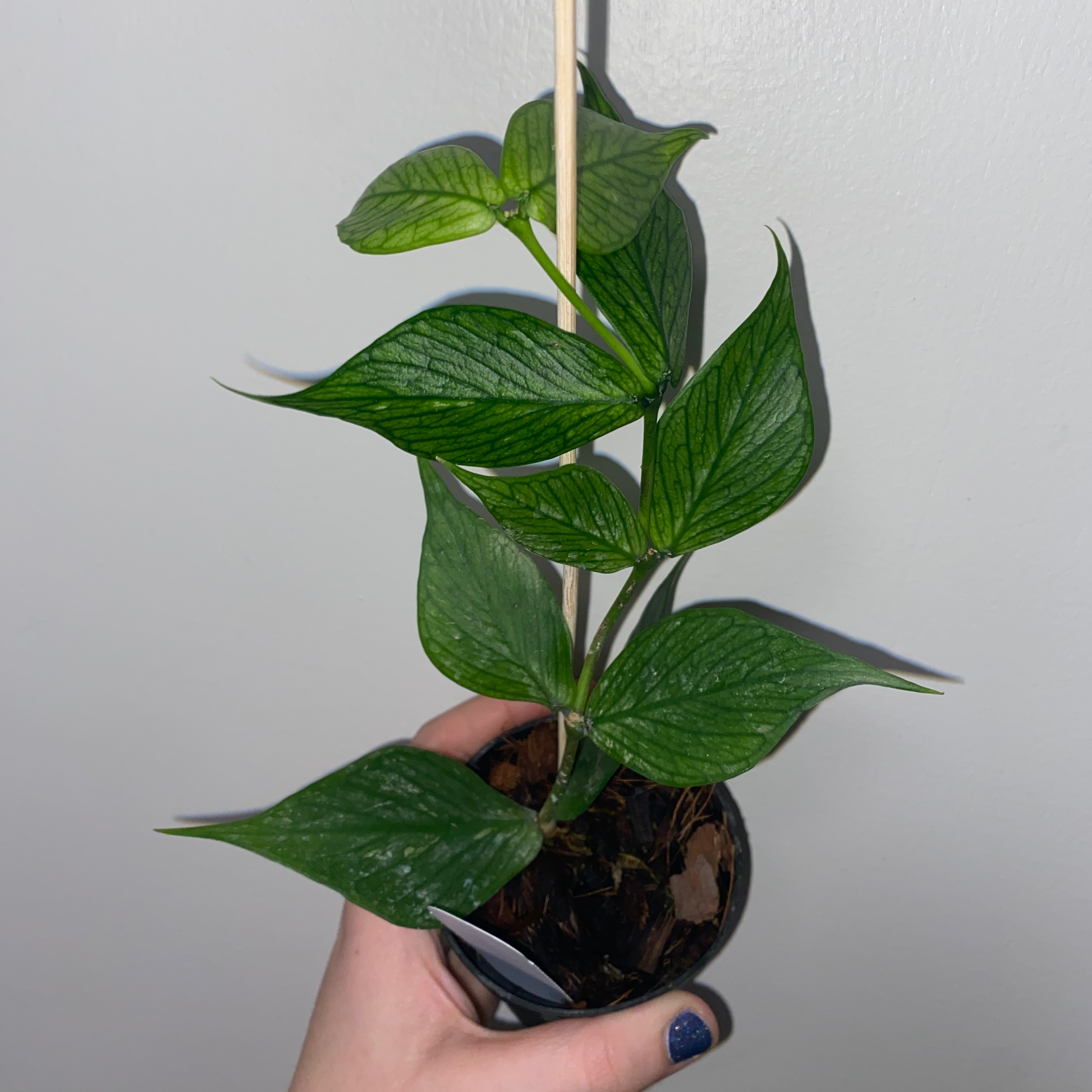 A healthy Fishtail Hoya plant with vibrant green leaves, supported by a stick.