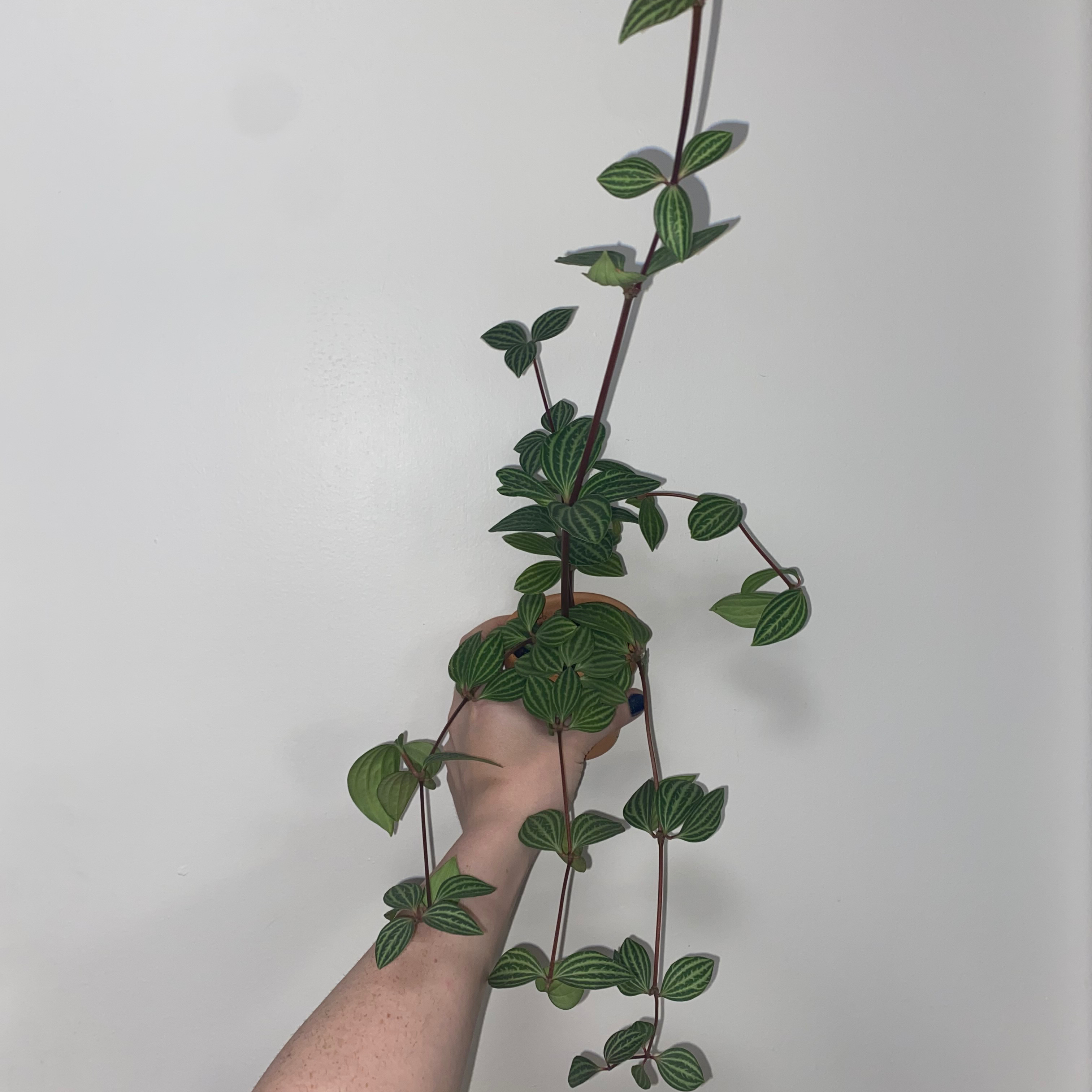 Healthy parallel peperomia plant with striped leaves held by a hand.
