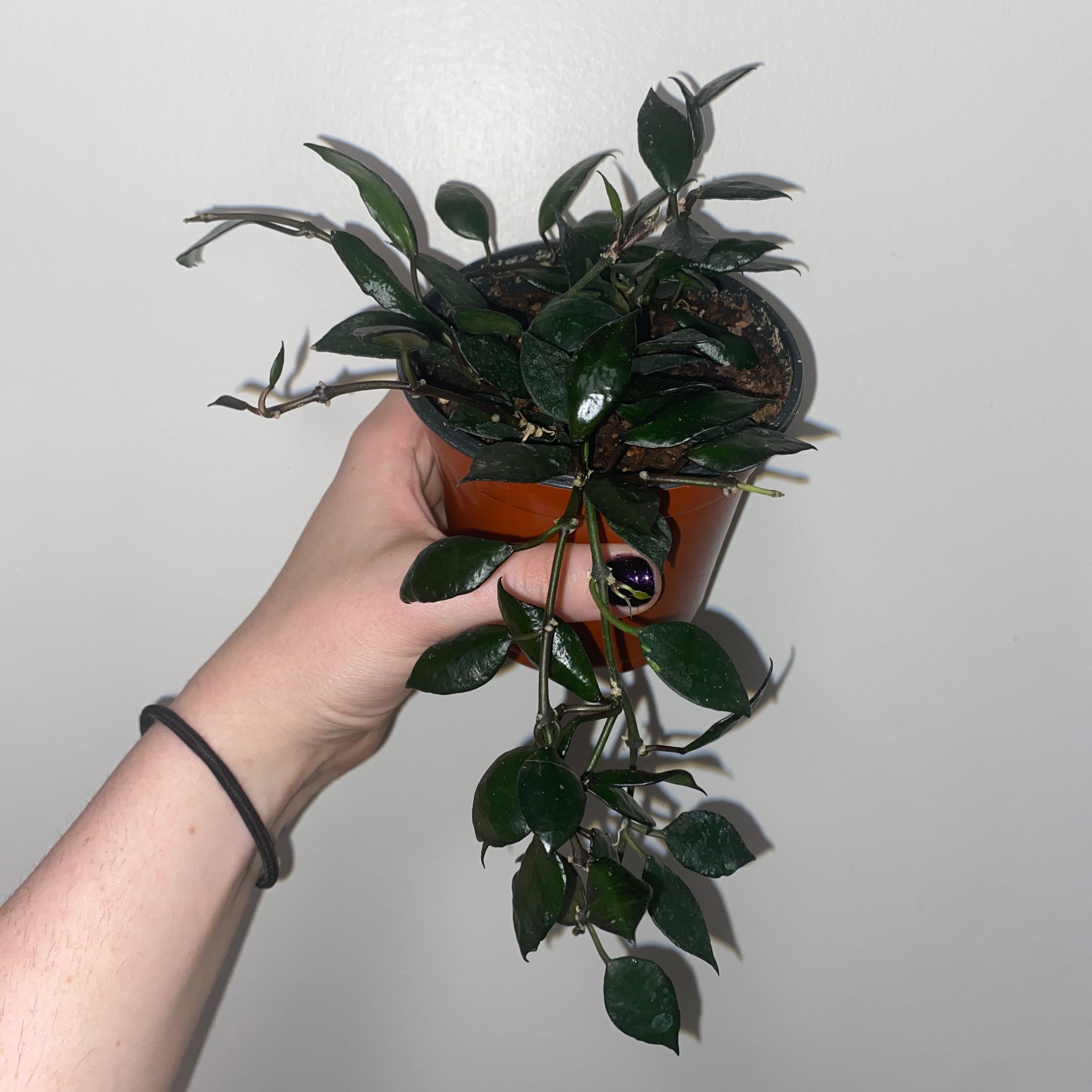 Hoya krohniana black plant held by a hand, with dark green leaves and visible soil.