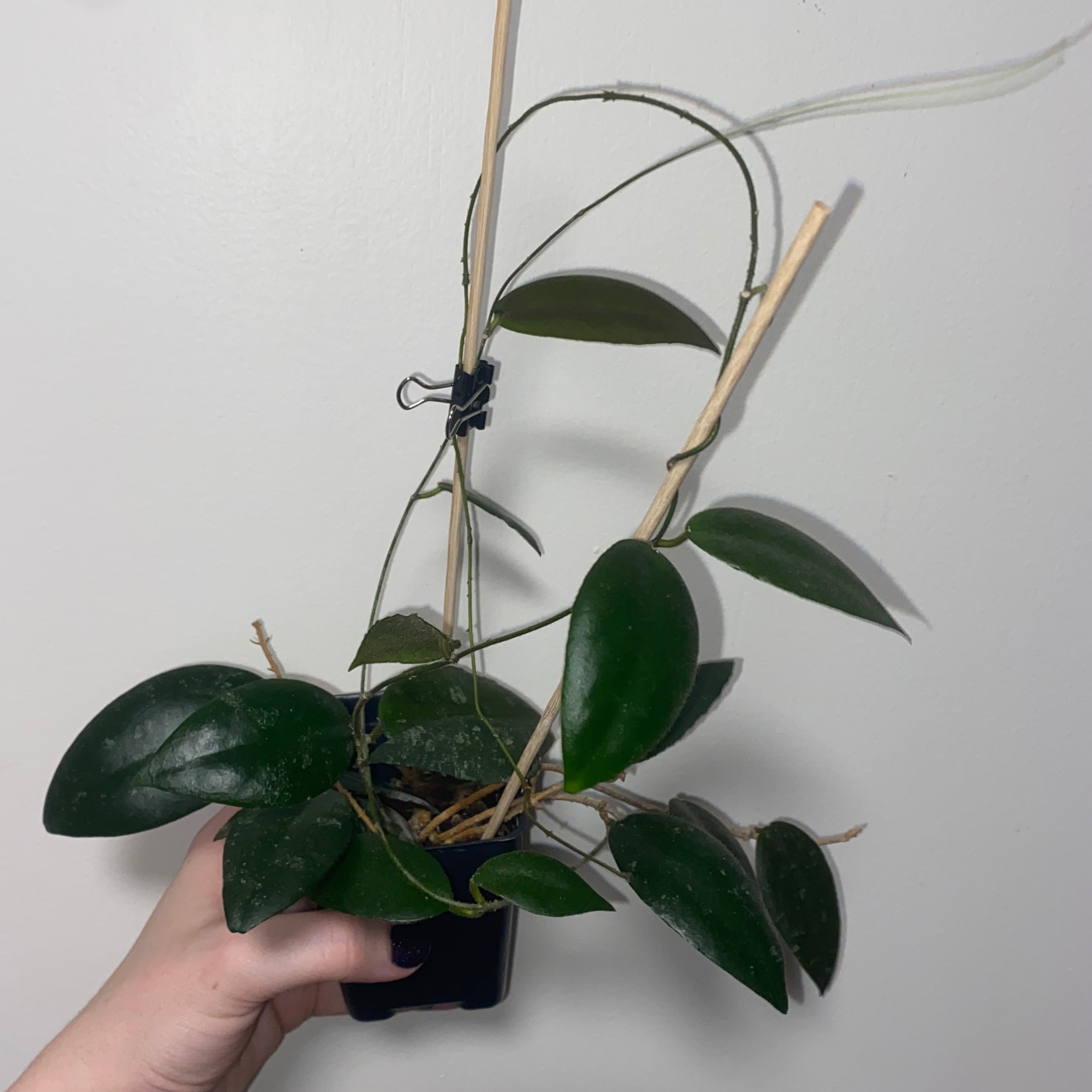 Hoya caudata Sumatra plant with dark green leaves, supported by wooden stakes and held by a hand.