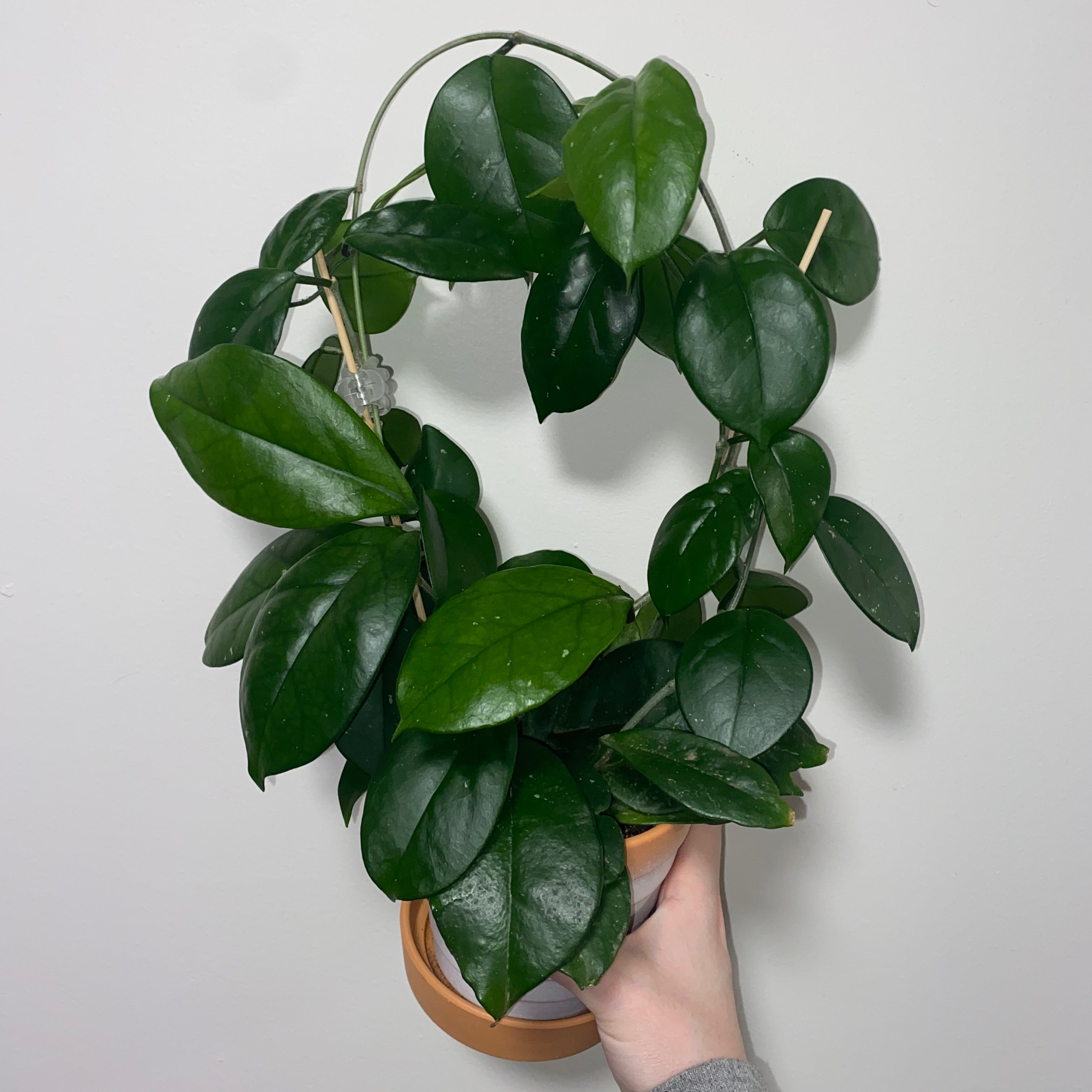 Healthy Porcelain Flower plant with dark green leaves, held by a hand.