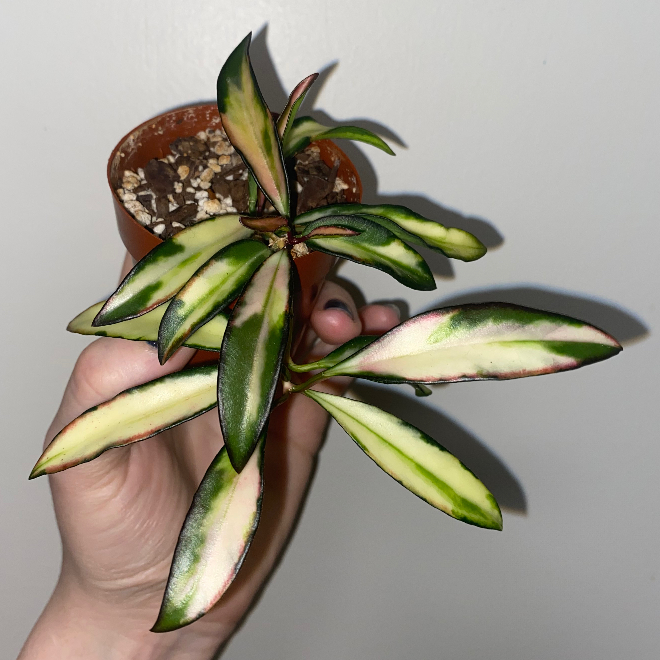 Variegated Hoya kentiana plant with green and white leaves held by a hand.