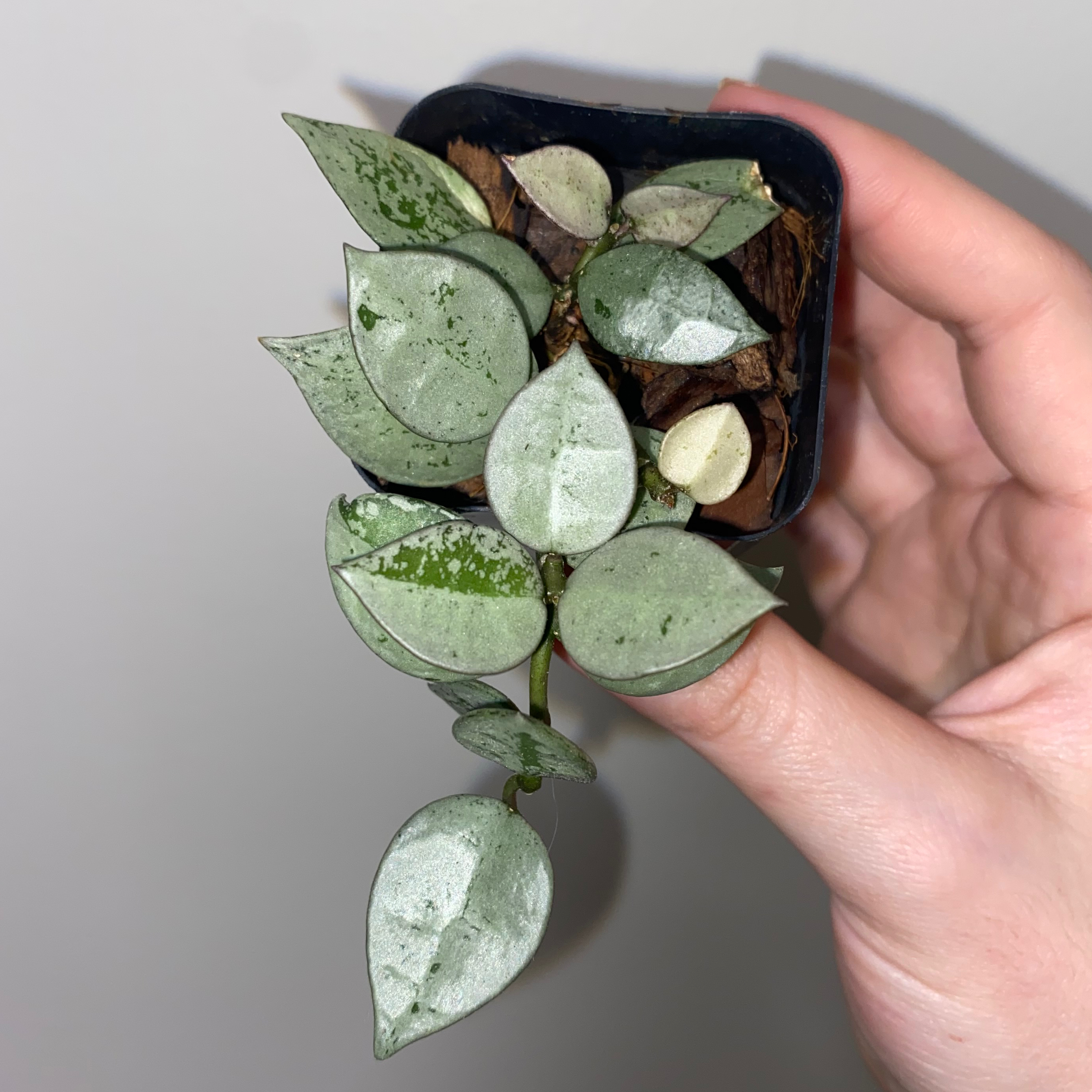 Super Silver Hoyaa Krohniana plant with silver-green leaves held by a hand.
