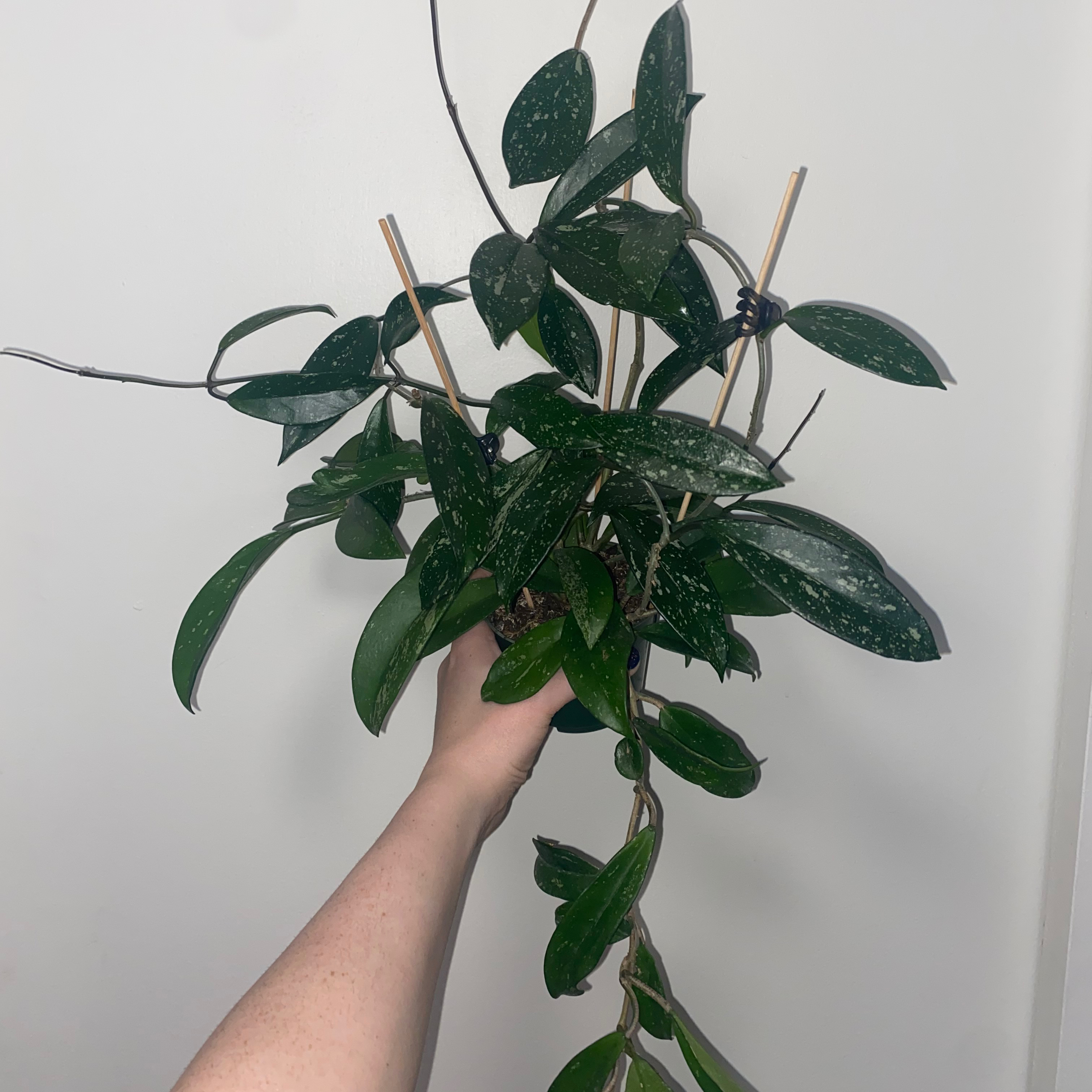 Hoya publicalyx 'Royal Hawaiian Purple' plant held up by a hand, with dark green leaves.