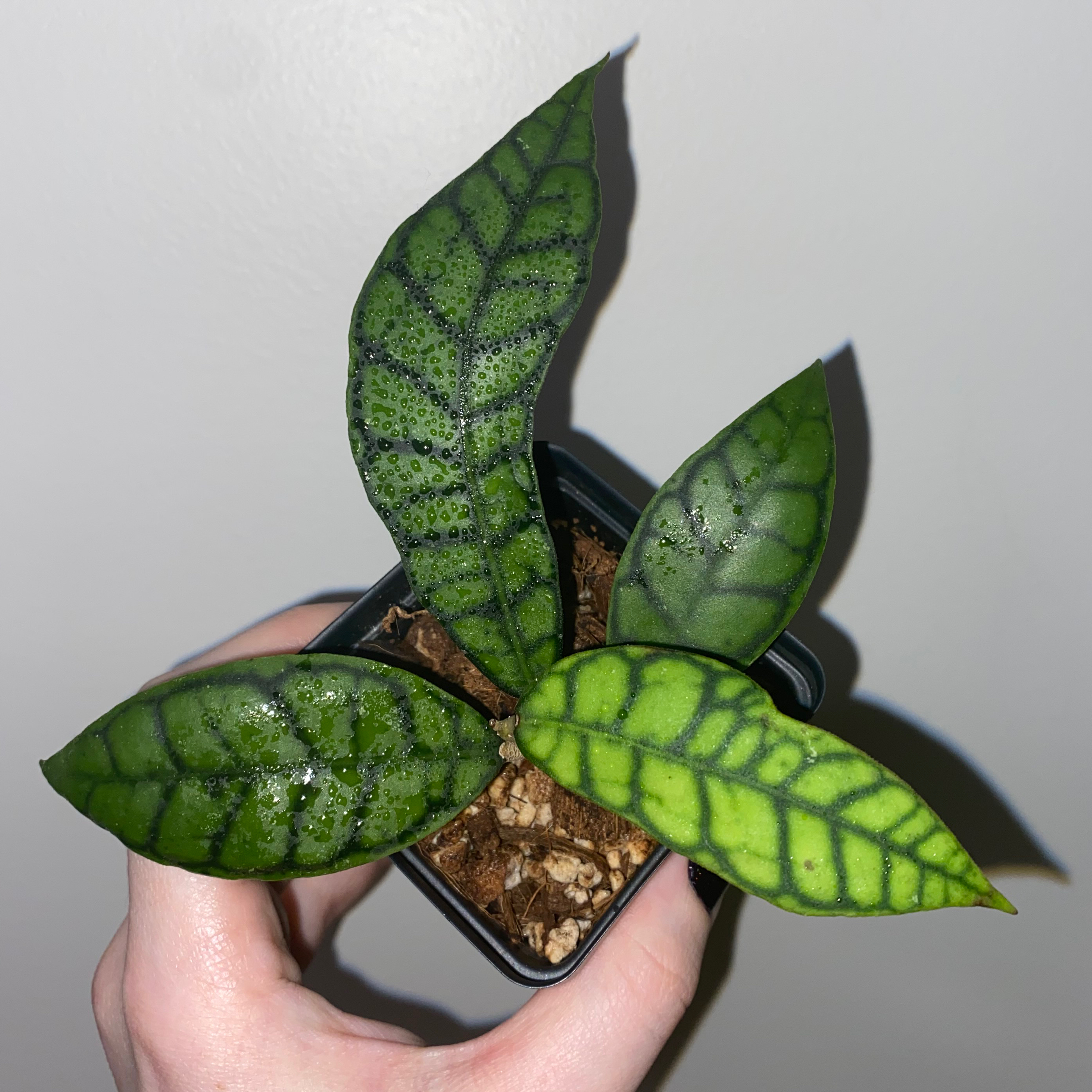 Stiff Leafed Hoya plant with patterned leaves, held by a hand.