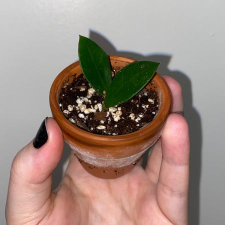 Photo of the plant species Hoya sipitangensis by @HumaneRedbeech named Mini Hoya Sipitangensis on Greg, the plant care app
