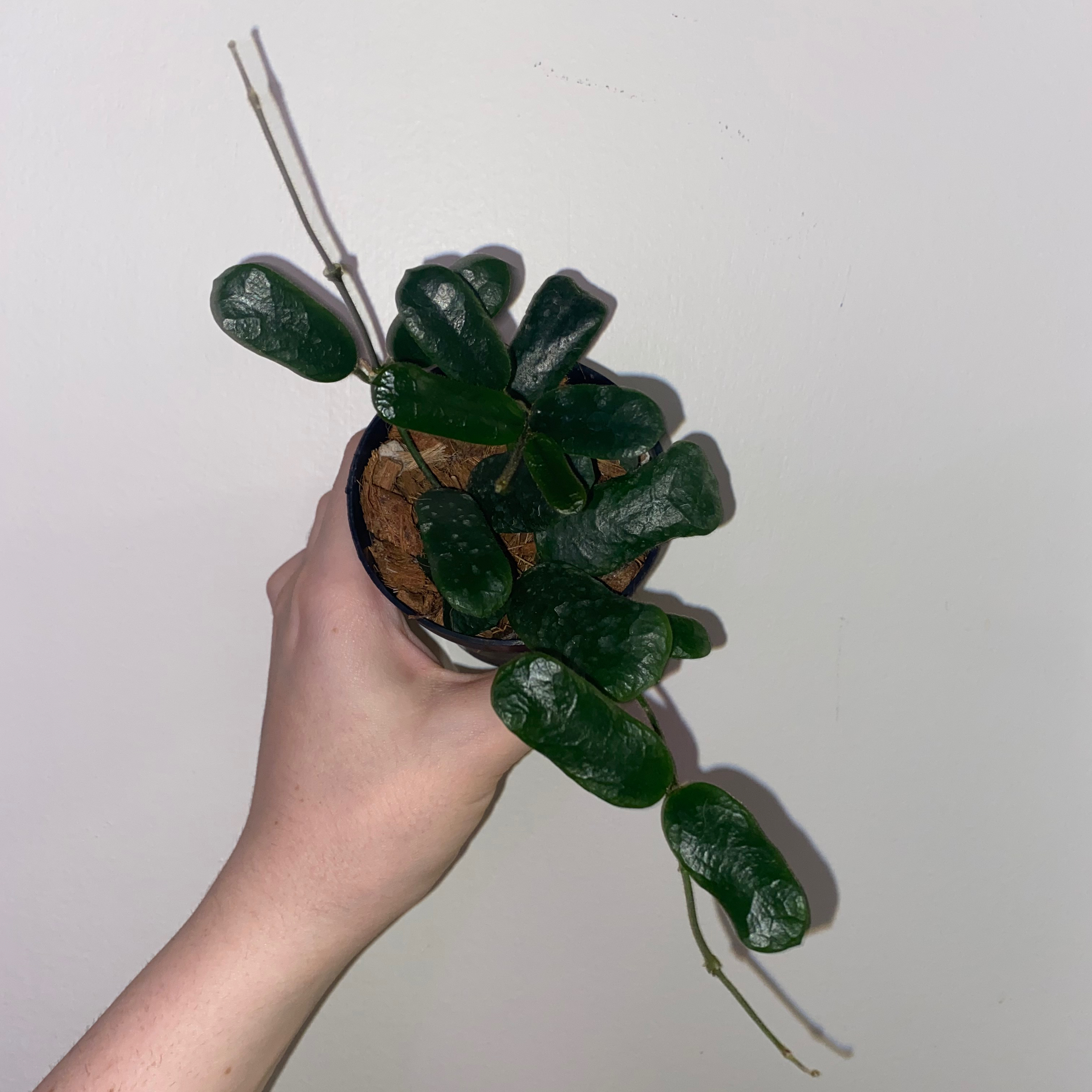 Hoya rotundiflora plant held by a hand, with dark green leaves and visible soil.