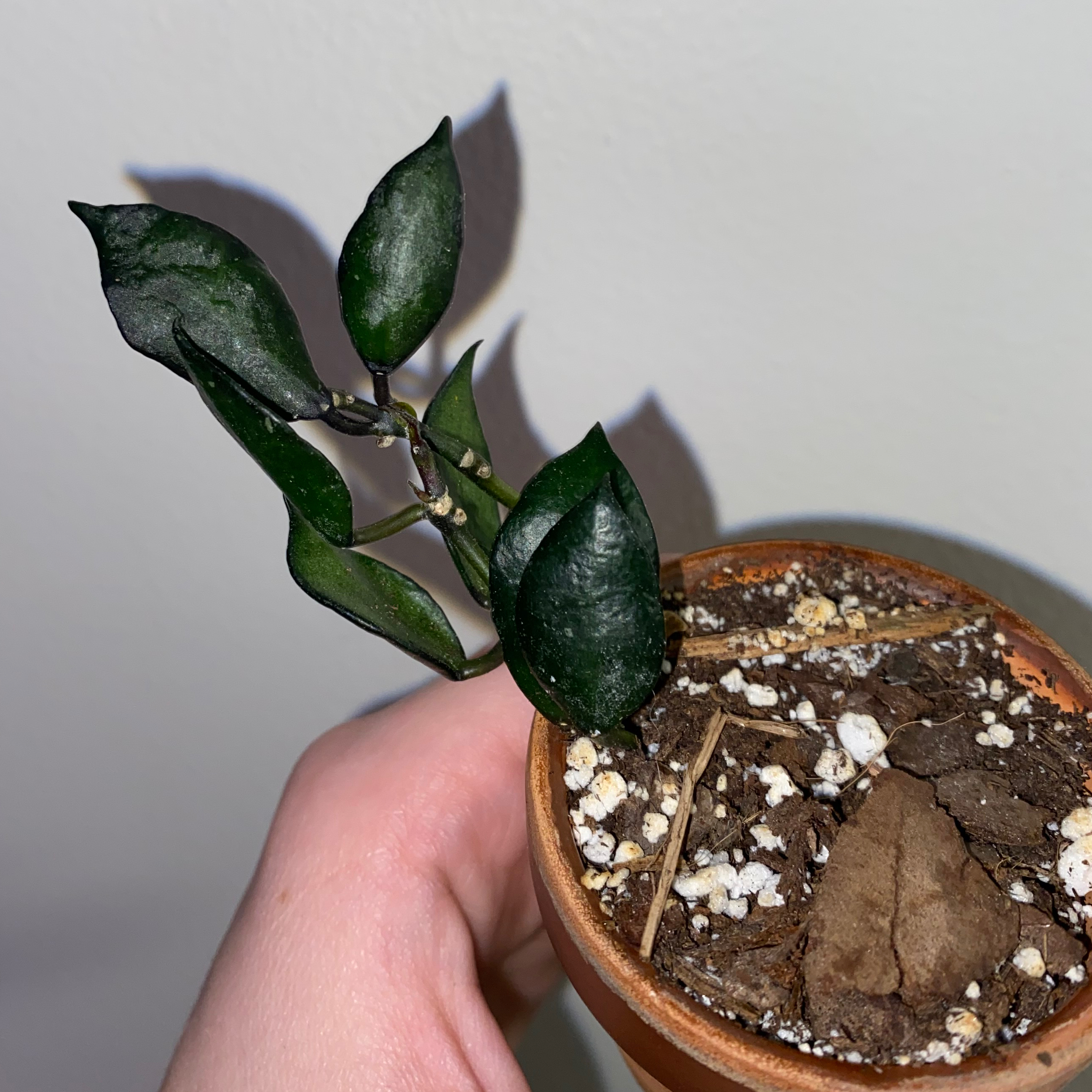 Hoya krohniana black plant with dark green leaves in a pot, held by a hand.
