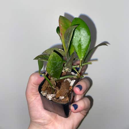 Photo of the plant species Hoya sipitangensis by @HumaneRedbeech named Hoya Sipitangensis on Greg, the plant care app