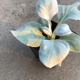 Photo of the plant species California Milkweed by @KeyMiro named Demi on Greg, the plant care app