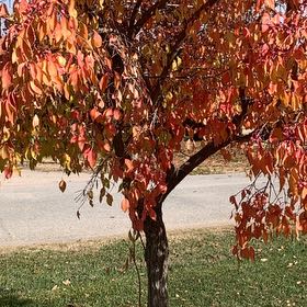 Photo of the plant species Common Dogwood by @KeyMiro named Aristotle on Greg, the plant care app