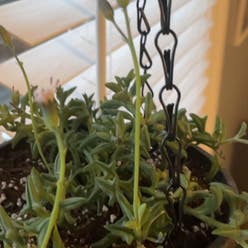 String of Dolphins plant