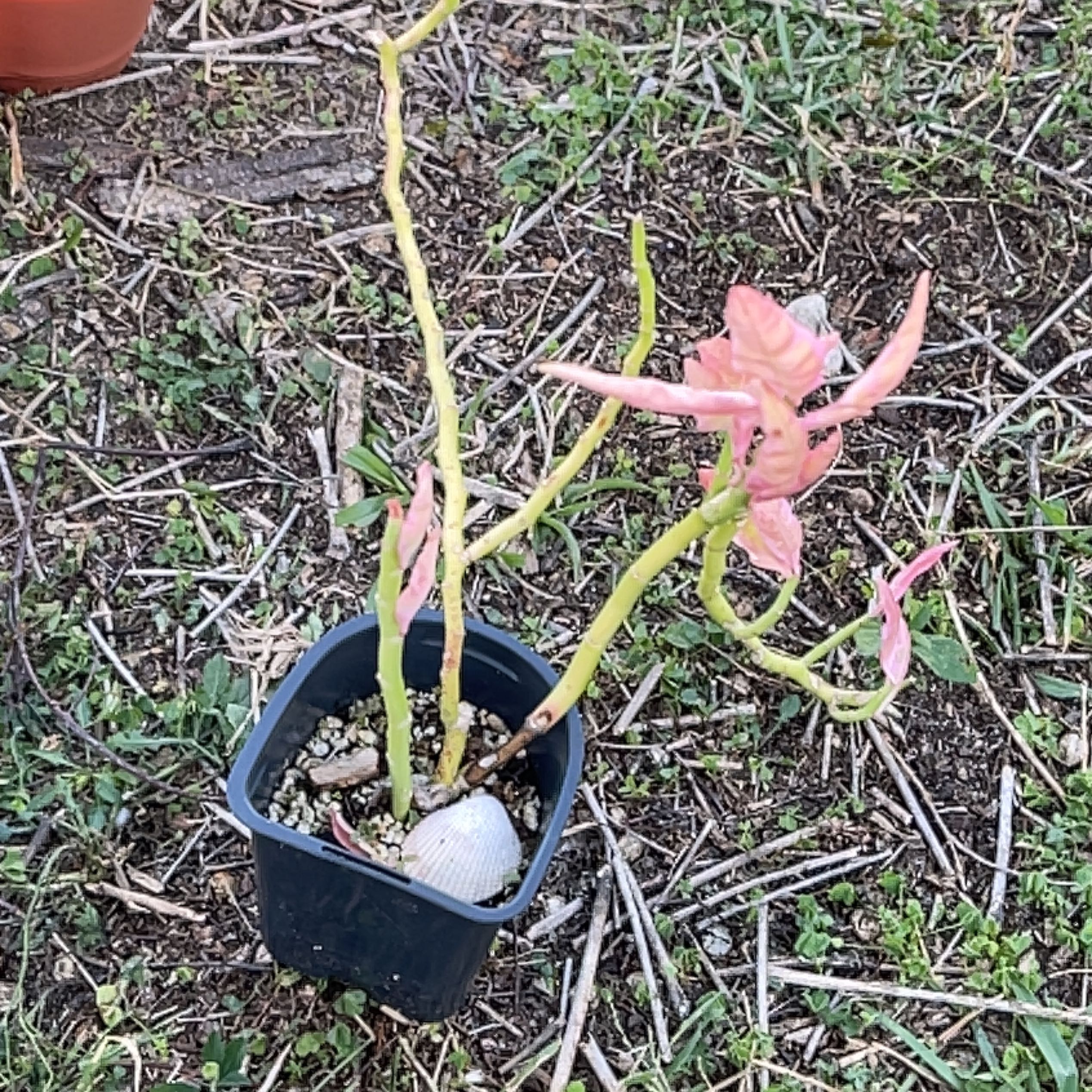 Photo of the plant species Devil's Walking Stick by @PreciseDuwei named Gomez on Greg, the plant care app