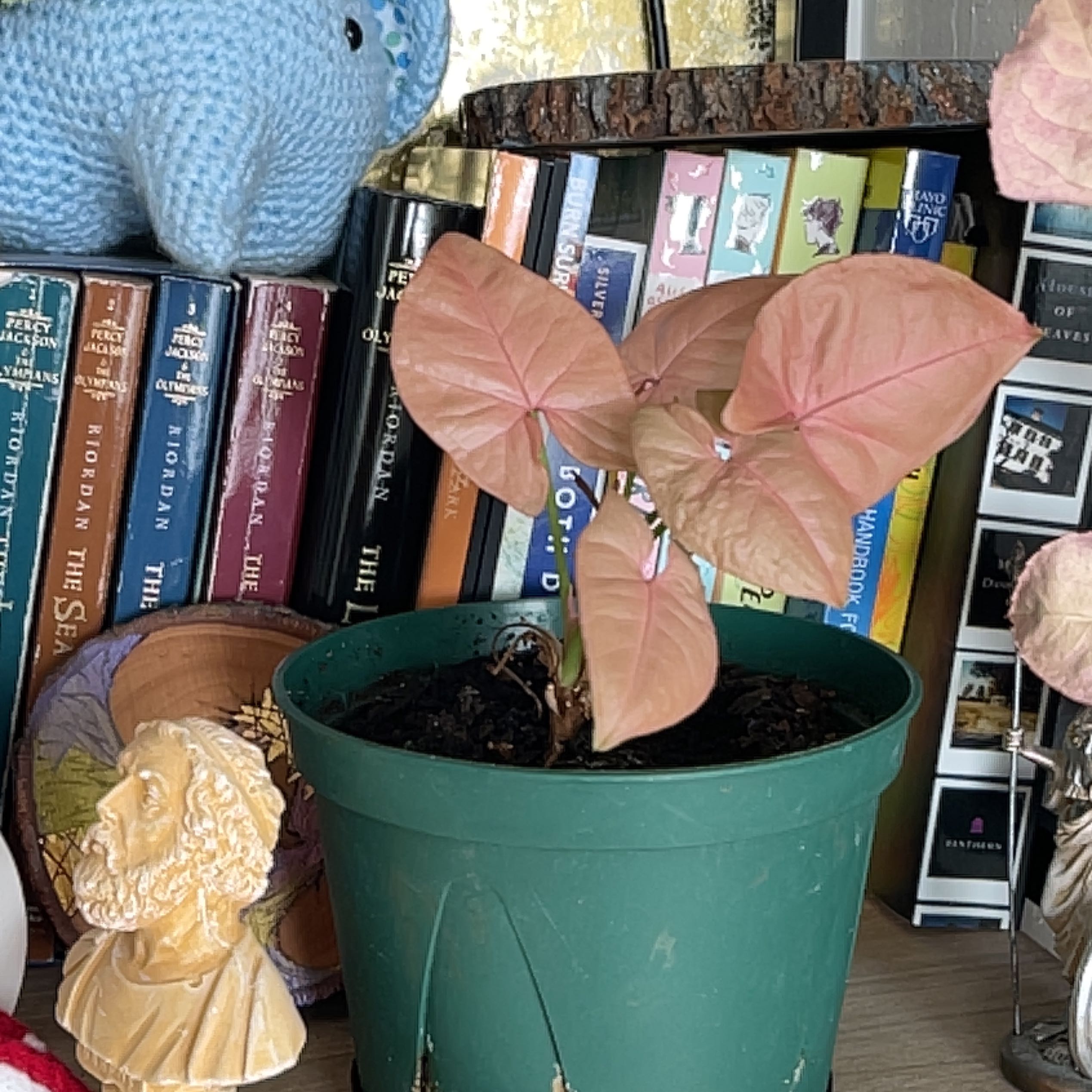 Photo of the plant species Pink Syngonium by @Kzkayzeee named Orwell on Greg, the plant care app