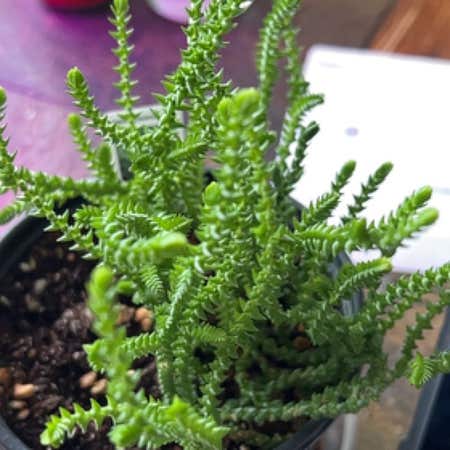 Photo of the plant species Rare Clubmoss by @WillGloriosa named Girlfrond on Greg, the plant care app