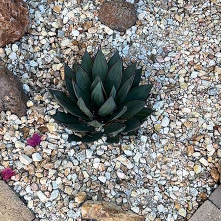 Photo of the plant species Agave Blue Ember by Vigoroustaraire named Duke on Greg, the plant care app
