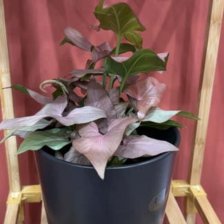 Pink Syngonium plant in Lakewood, Ohio