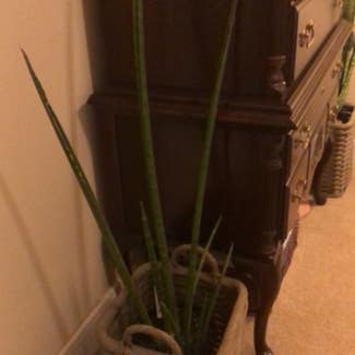 Cylindrical Snake Plant plant in Sugar Land, Texas