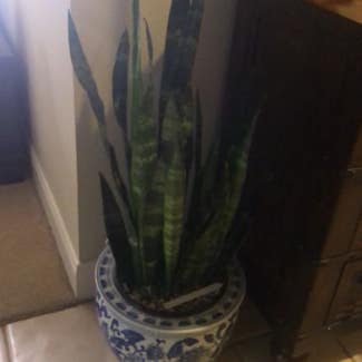 Snake Plant 'Black Coral' plant in Sugar Land, Texas