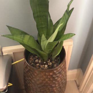 Silver Snake Plant plant in Sugar Land, Texas