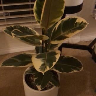 Variegated Rubber Tree plant in Sugar Land, Texas